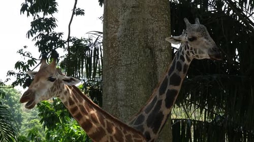 Zwei Giraffen fressen Blätter vom Baum (Nahaufnahme)