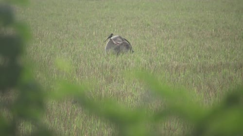 In a small village of Bangladesh a cow is eating corps and a bird is trying to sit on top of the cow