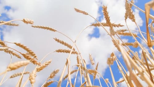 Vue arrière à grand angle des épis de blé sur le ciel bleu et nuageux