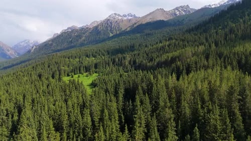 Drone View of Pine Forest and Mountain Range
