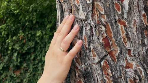 Female Hand Touching and Stroking Bark of Pine Tree in Forest Loving Nature Harmony Calm Relaxation