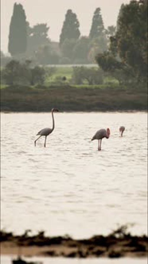 Scenic Vertical Video of Pink Flamingos in a Salt Lake