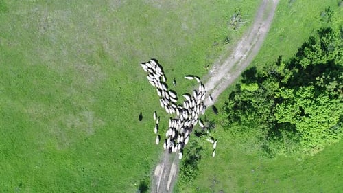 A Herd of Sheep Runs Across a Green Field in the Countryside
