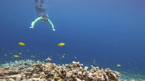 Diver swims over a coral reef