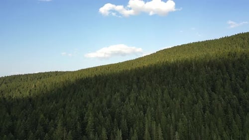 Aerial view of a dense, green spruce forest. Slender and thick spruces stand one to one. Aerial view