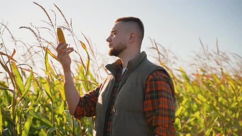 Young Agronomist Inspecting Corn Cob Harvest in Field