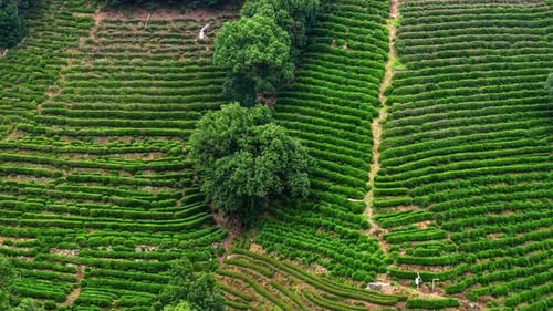 Aerial View of Expansive Tea Plantations in Lush Green Mountains