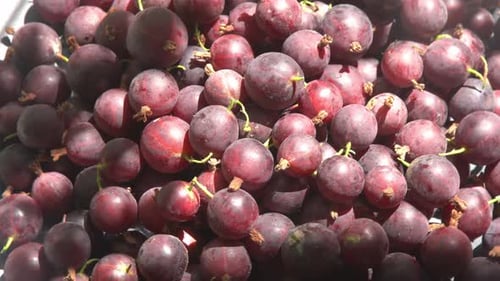 Stachelbeeren in einem Teller auf dem Tisch, Vitamin, Sommerfutter, Beerenernte, rosa Beerenhintergrund
