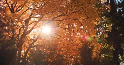 Malerischer Sonnenaufgang am Morgen im wunderschönen sonnigen Herbstwald mit Sonnenstrahlen, die durch das goldorange T scheinen
