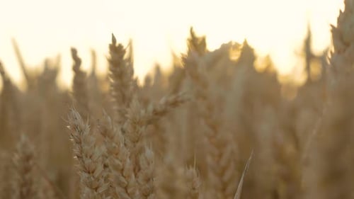 Wheat Field on Sunny Summer Evening Close Up Golden Ears of Wheat Sway in Wind Bright Ripe Cereal