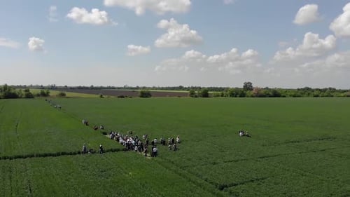 green barley and wheat fields aerial view