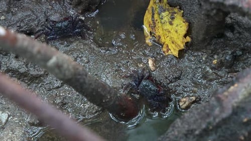 Two tree-climbing crabs spotted on the muddy mangrove mudflats during low tide period, close up shot