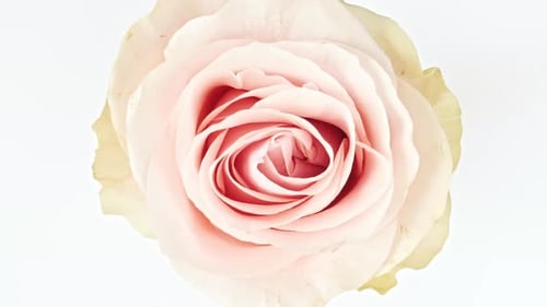 Schöne rosafarbene Rose, rotierend auf weißem Hintergrund, Makroaufnahme, Nahaufnahme, blühende rosa Rosenblüte, offen