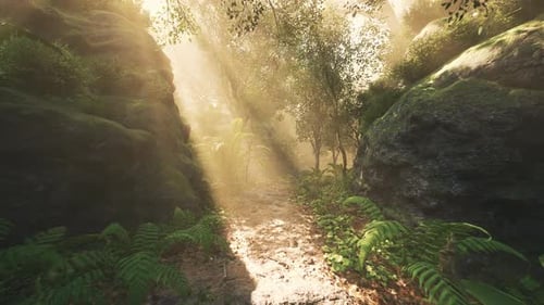 Sunlight Streaming Through Trees in a Lush Forest Pathway During Midday
