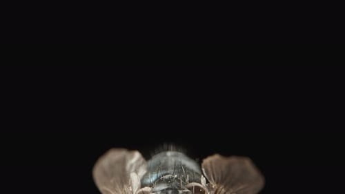 A green fly on a black background. Dolly slider extreme close-up.
