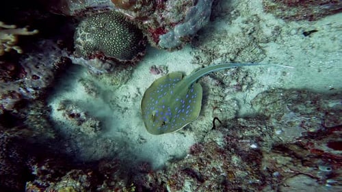Blue Spotted Stingray Resting Among Coral