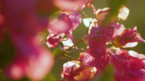 Slow motion blurred close-up of pink Bougainvillea flowers with sunlight in the spring