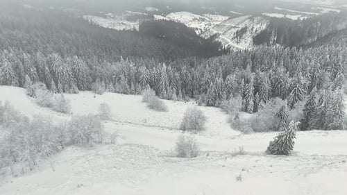Drone Perspective of Snow Covered Winter Mountains and Foggy Pine Forest