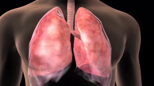 Human lungs anatomy illustration on transparent body model