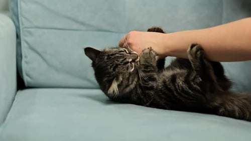 Playful Tabby Cat Interacting with Hand on Couch