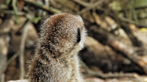 Wachsames Erdmännchenporträt, das sich in der Wildnis umschaut. Nahaufnahme