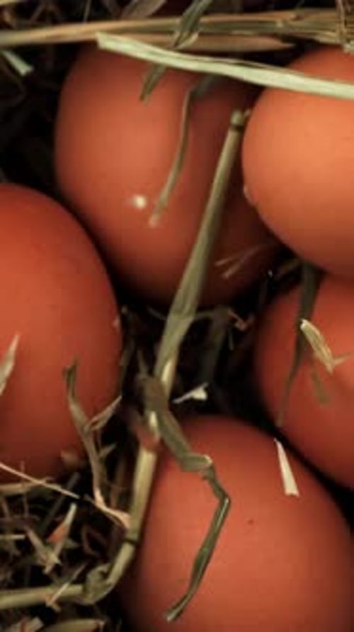 Chicken Eggs Fall Into the Hay Filmed on a Highspeed Camera at 1000 Fps