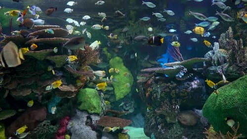 Tropical fish close up. yellow fish with black stripes