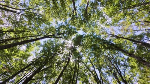 Upward View of Green Forest Canopy with Sunlight Shining Through the Leaves Creating a Peaceful and