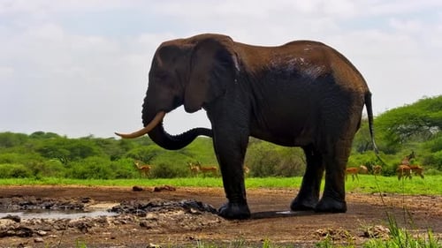 A large African elephant sprays water over its back at a watering hole.