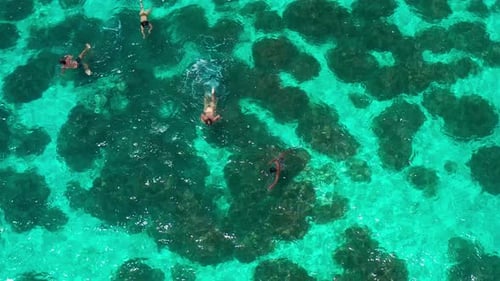 Aerial top view of people snorkeling in waters on tropical reef