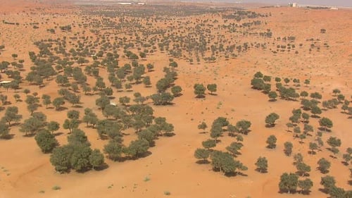 Little trees trying to survive in the desert.