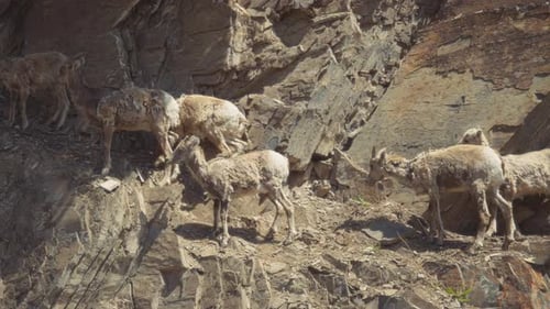 Group of wild mountains goats climbing the mountain trail