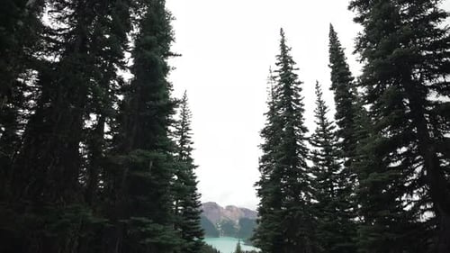 Western White Pine Trees In The Mountain With A View Of Garibaldi Lake In Background In British Colu
