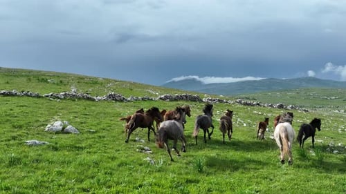 Epic Aerial Over Large Herd Of Wild Horses Running Galloping In Wild Nature Slow Motion Through