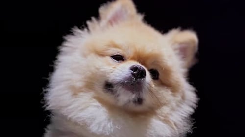 Close up of cute Pomeranian dog looking to the camera shaking head curious eyes and smile. intereste