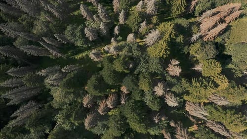Drone Video of the Forest Top Down View