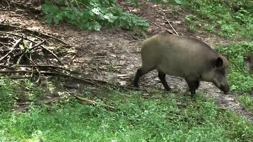 Wild Boar Smells Tree Leaves and Walks in the Forest