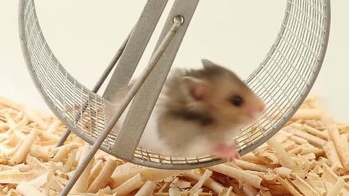 Hamster Running in a Wheel