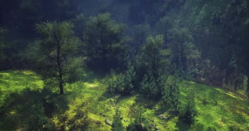 Serene Forest Landscape with Sunlight Filtering Through Tree Canopies
