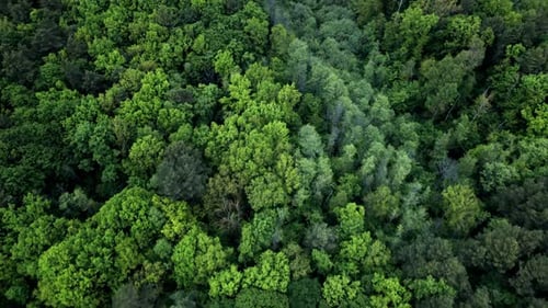 Lush Green Canopy Stretching Far Across the Untouched Forest Land