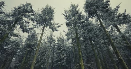 Snow Covered Evergreen Forest Captured on a Winter Day