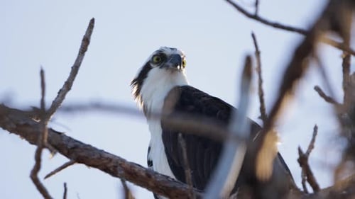 Close-up of an osprey perched on a bare tree branch, framed against a pale sky
