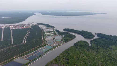 Aerial view of mangrove forest and coastal fish ponds