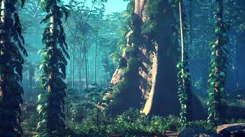 Towering Trees in Dense Forest