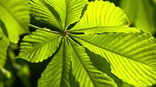 Closeup of a Chestnut Tree Leaves on a Sunny Day