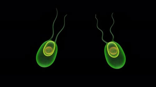 Deux organismes verts microscopiques avec des flagelles sur fond noir