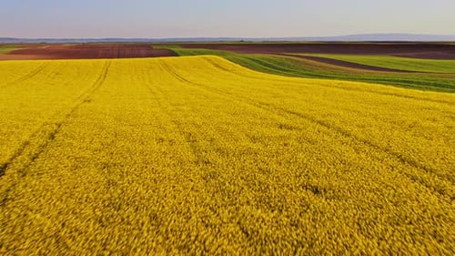 Aerial View of Yellow Flower Field