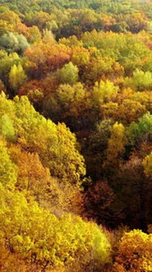 Aerial View of Colorful Autumn Forest