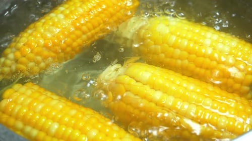 Corn on the Cob Boiling in Water