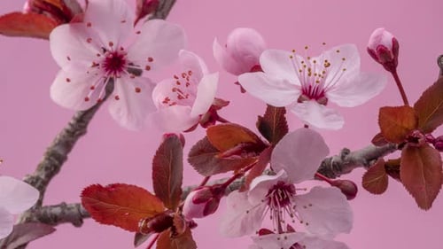 Spring flowers. Red tree plum flowers on plums branch blossom.